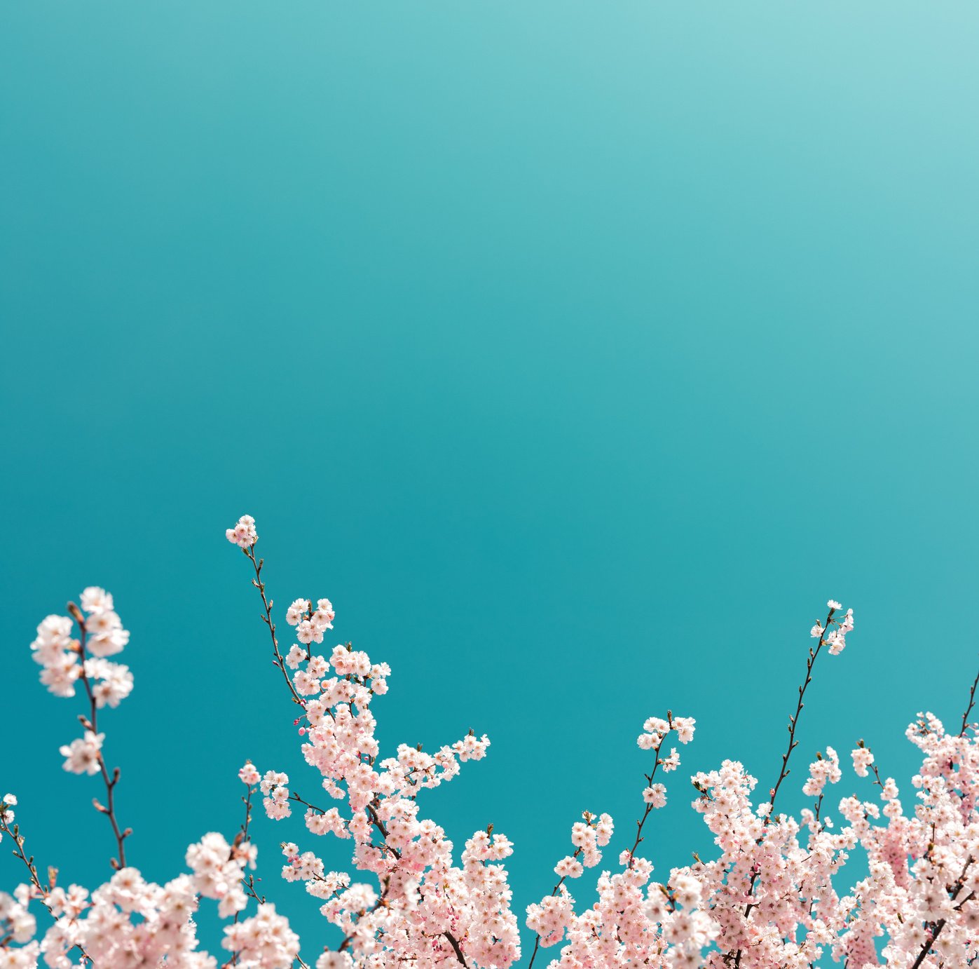 Cherry Tree In Spring